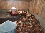 Te koop  Jonge leghennen, Dieren en Toebehoren, Pluimvee, Vrouwelijk, Kip