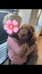 Gast gezin / forever home gezocht Australian doodle pups, Dieren en Toebehoren, CDV (hondenziekte), Meerdere, 8 tot 15 weken, Meerdere dieren