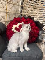 Brits kortehaar, Dieren en Toebehoren, Katten en Kittens | Raskatten | Korthaar, Poes