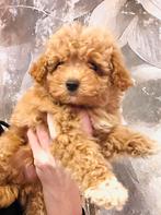 Schitterende MALTIPOO pups, mooi, klein en gezond, NL nestje, Dieren en Toebehoren, Honden | Chihuahua's en Gezelschapshonden