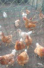 Mais Kippen 40 stuks per stuk 7,50, Dieren en Toebehoren, Pluimvee, Vrouwelijk, Kip