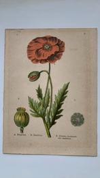 2 mooie litho’s bloemen 1898, Antiek en Kunst, Kunst | Etsen en Gravures, Ophalen of Verzenden