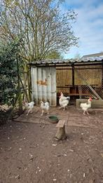 Sussex hanen, Dieren en Toebehoren, Mannelijk, Kip