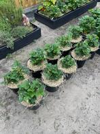 Biologische Franse aarbeiden 10 stuks, Tuin en Terras, Planten | Tuinplanten, Ophalen, Zomer, Fruitplanten, Volle zon