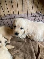 Golden Retriever pups, Golden retriever, CDV (hondenziekte), 8 tot 15 weken, Meerdere