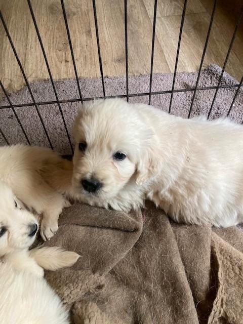 Golden Retriever pups, Dieren en Toebehoren, Honden | Retrievers, Spaniëls en Waterhonden, Meerdere dieren, Golden retriever, Fokker | Hobbymatig
