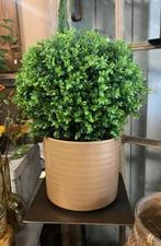 Kunst buxus bol, Ophalen