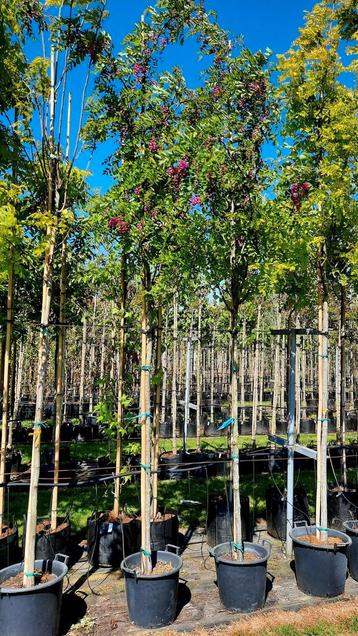 Robinia margaretta ´Casque Rouge´ (rode Acacia) 🌿🌺 beschikbaar voor biedingen