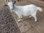 3 dwerggeiten en 1 bokje  van dierenparkje, Meerdere dieren, Geit, 0 tot 2 jaar