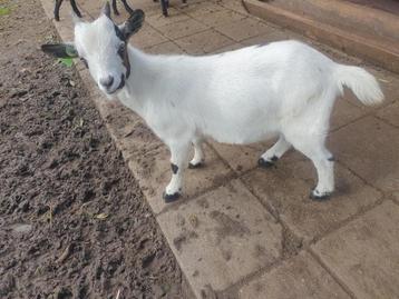  3 dwerggeiten en 1 bokje  van dierenparkje    beschikbaar voor biedingen