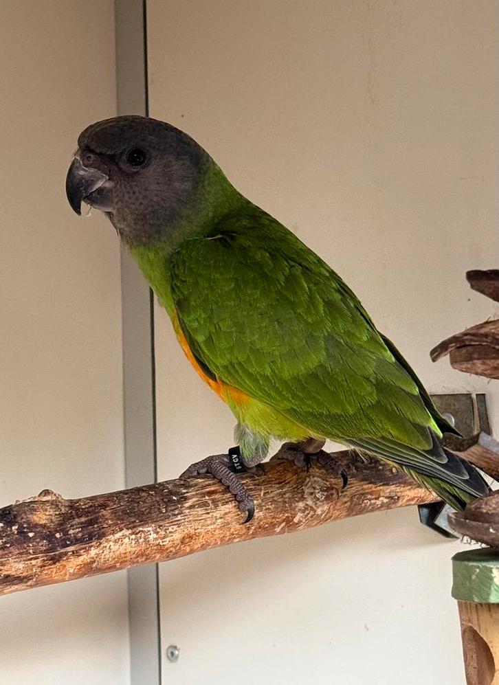 Jonge bonte boer man (zoekt nog een forever home ) 06-2025, Dieren en Toebehoren, Vogels | Parkieten en Papegaaien, Papegaai, Mannelijk