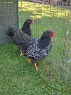 Barnevelder dubbelgezoomd haantjes, Dieren en Toebehoren, Pluimvee, Mannelijk, Kip