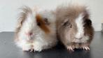 Zeugjes Ch teddy slate goud wit (knuffelhuisje), Dieren en Toebehoren, Knaagdieren, Maart, Vrouwelijk, Cavia