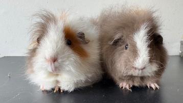 Zeugjes Ch teddy slate goud wit (knuffelhuisje) beschikbaar voor biedingen