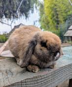 Lieve minilop voedster konijn meisje, Dieren en Toebehoren, Konijnen, Vrouwelijk, Dwerg, Hangoor, 0 tot 2 jaar