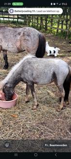 Liefste few spot mini paardje merrie 66 cm, Ophalen of Verzenden, Zo goed als nieuw, Dressuur