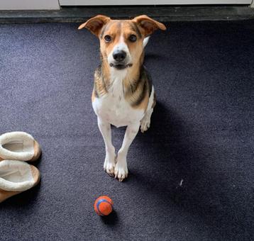 ACE: Castello is een  energieke goed luisterende hond opv NL beschikbaar voor biedingen