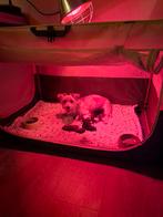 Zes prachtige puppies (Alleen nog reutjes), Dieren en Toebehoren, 8 tot 15 weken, Meerdere, Meerdere dieren, Klein