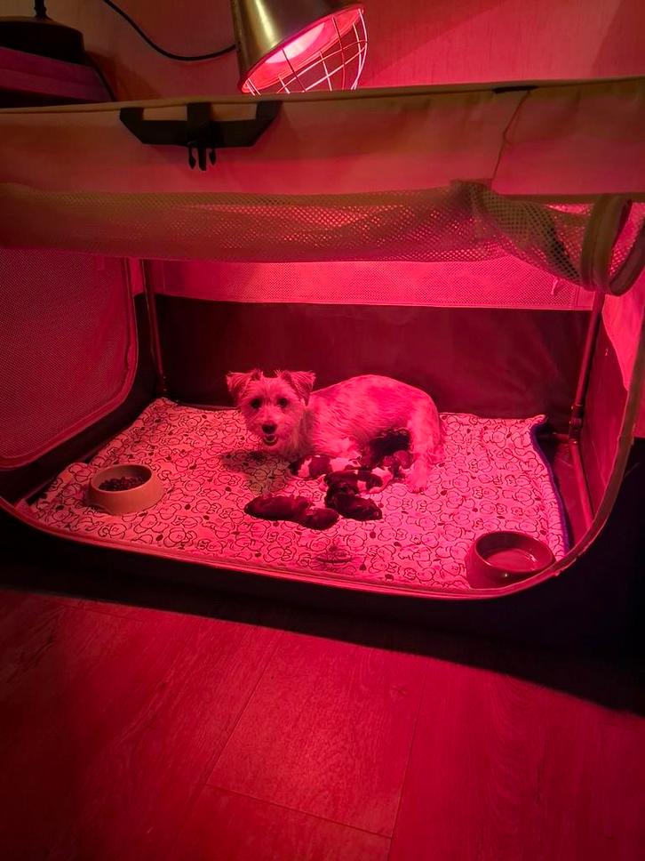 Zes prachtige puppies (Alleen nog reutjes), Dieren en Toebehoren, Honden | Niet-rashonden, Klein, Meerdere dieren, Particulier