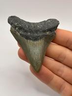 Haaientand Megalodon 7.8 centimeter, Verzamelen, Mineralen en Fossielen, Ophalen of Verzenden, Fossiel
