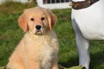 Golden retriever pups, Dieren en Toebehoren, Golden retriever, 15 weken tot 1 jaar, Buitenland, Parvo