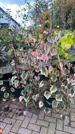 Carolina sweetheart nu €63,75, Ophalen, Volle zon, Overige soorten, Minder dan 100 cm