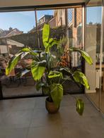 Strelitzia 2 meter hoog, Huis en Inrichting, Kamerplanten, Ophalen, 200 cm of meer, Overige soorten, Halfschaduw
