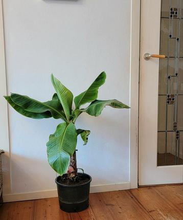 Grote Musa Bananenplant. beschikbaar voor biedingen