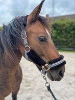8 jarige brave allround (grote) C-pony, Dieren en Toebehoren, Paarden, Minder dan 160 cm, 7 tot 10 jaar, Recreatiepaard, Merrie