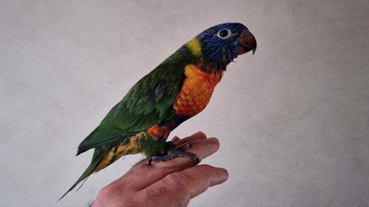 Mooi jongen Lori papagaai met DNA, Dieren en Toebehoren, Vogels | Parkieten en Papegaaien, Papegaai, Mannelijk, Tam, Geringd