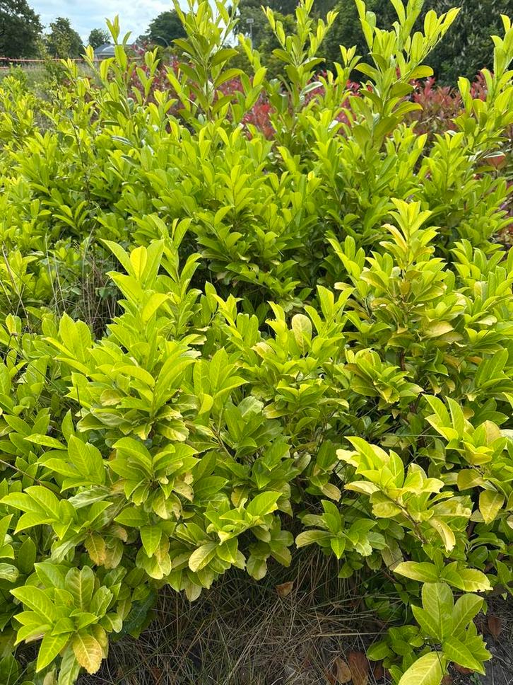 Laurier rotundifolia perceelopruiming, Tuin en Terras, Planten | Struiken en Hagen, Struik, Laurier, 100 tot 250 cm, Ophalen