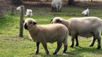 Hampshire down dekram, Dieren en Toebehoren, Schapen, Geiten en Varkens, Mannelijk, Schaap