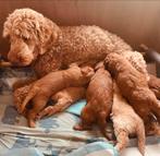 Labradoodle pupjes bij gezin, Particulier, Rabiës (hondsdolheid), 8 tot 15 weken, Meerdere dieren