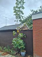 Noorse esdoorn in pot, Tuin en Terras, Overige soorten, 250 tot 400 cm, Ophalen, Volle zon