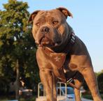 American bully dekreu, Rabiës (hondsdolheid), Eén hond, 3 tot 5 jaar, Nederland
