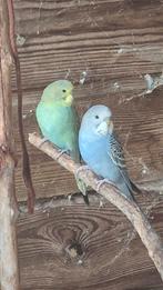 2 jonge grasparkieten te koop, Dieren en Toebehoren, Meerdere dieren, Parkiet