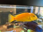 Div.Malawi cicliden., Dieren en Toebehoren, Vissen | Aquariumvissen, Vis