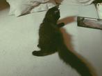 Nog een prachtige Europese langhaar kitten kleur zwart.poes, Meerdere dieren, Langharig, 0 tot 2 jaar