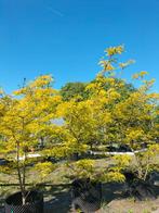 Gleditsia triacanthos 'sunburst'/ valse christusdoorn, Ophalen, Halfschaduw, Overige soorten, 100 tot 250 cm