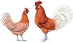Trio Friese kriel, Dieren en Toebehoren, Pluimvee, Meerdere dieren, Kip