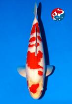 HQ kohaku nisai Mastue kweker, Karper of Koi