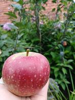 Prachtige appelboom van 3 meter hoog, Ophalen, Lente, Volle zon, Appelboom