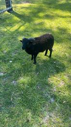 Ouesant schapen, Dieren en Toebehoren, Schapen, Geiten en Varkens, Mannelijk, Schaap, 0 tot 2 jaar