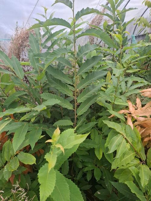 Tamme Kastanje Boom - 100-200cm - In Pot, Tuin en Terras, Planten | Bomen, Overige soorten, 100 tot 250 cm, Volle zon, Bloeit niet