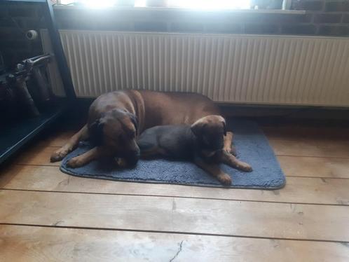Lieve en prachtige hond ter overname, Dieren en Toebehoren, Honden | Niet-rashonden, Middel, Teef, Particulier, Eén hond, Buitenland