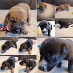 Hollandse Herder x Mechelaar - Cattle Dog Pup, Parvo, 8 tot 15 weken, Meerdere, Meerdere dieren