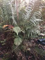 Koningsvaren - Tuinplant, Ophalen, Vaste plant, Varens, Bloeit niet