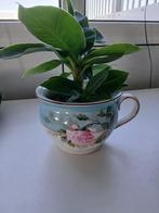 Oude potten gebruik als bloempot, Ophalen