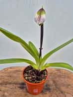 Orchidee Paphiopedilum Hybriden p12 (2), Ophalen of Verzenden, Halfschaduw, Minder dan 100 cm