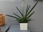 Sansevieria Skyline, Ophalen, Minder dan 100 cm